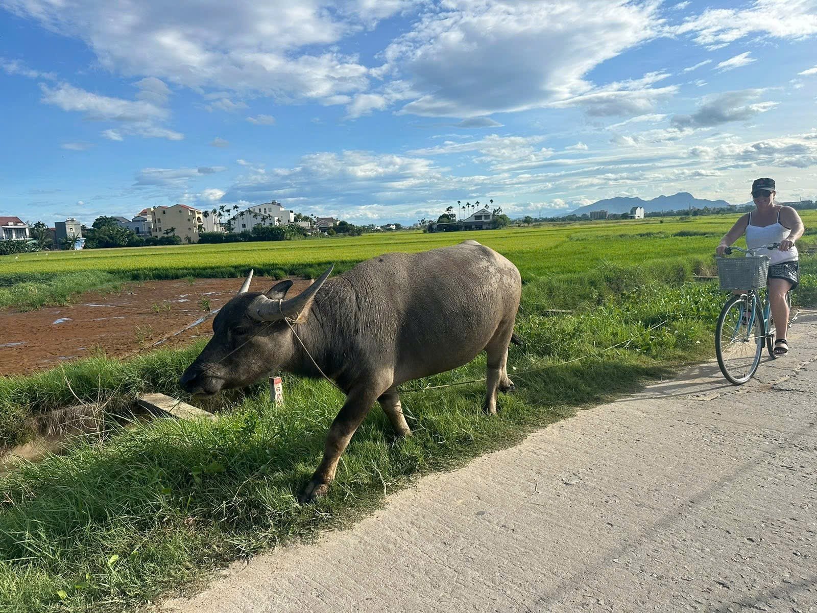 Buffalo-our national animal, my childhood.